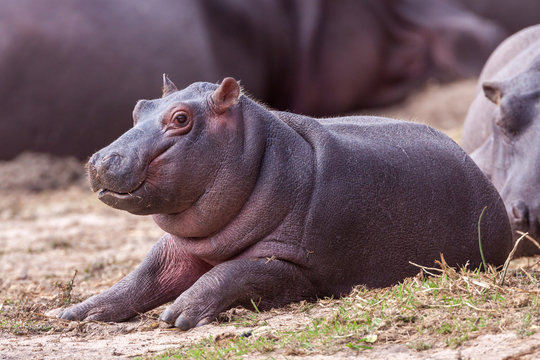 Baby Hippo Images – Browse 23,251 Stock Photos, Vectors, and Video | Adobe  Stock
