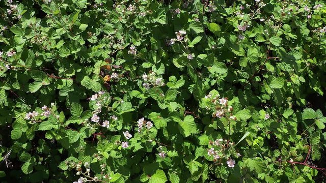 Bees flying around flowers on a blackberry bush