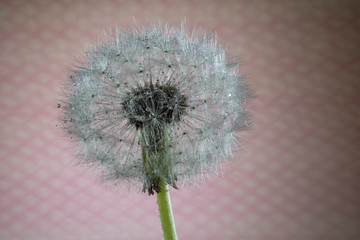 dandelion seed head