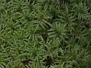 Glittering woodmoss (Hylocomium splendens) - 350724255