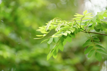 Choose the focus point on the leaf,The leaves are fresh green with copy space.
