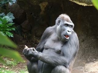 Gorila