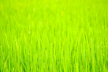 Rice is growth in the rice paddies.Bright green grass.The seedlings of rice are light green.