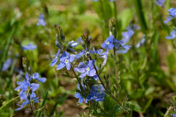 Awakening of garden trees and flowers. The first spring flowers.