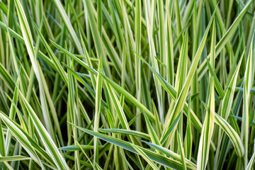 Awakening of garden grass and flowers