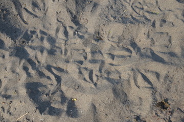 different footprints in the sand