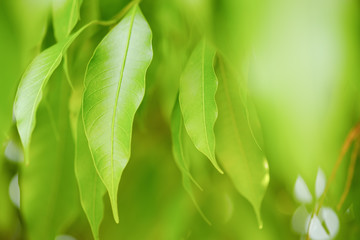 Choose the focus point on the leaf,The leaves are fresh green with copy space.Mango leaves, light green.Long leaf