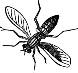 Vintage drawing of a Mosquito