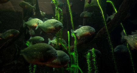 Amazonian Red piranhas under water