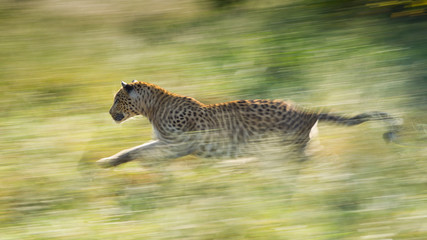 One adult Leopard running fast through green grass Kruger Park South Africa
