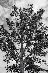 Arbre en noir et blanc 