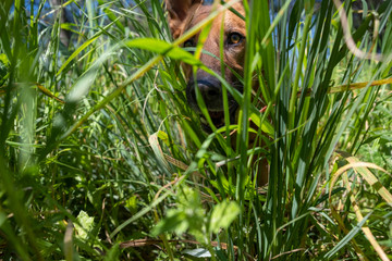Dog face behind the undergrowth. Low angle. 