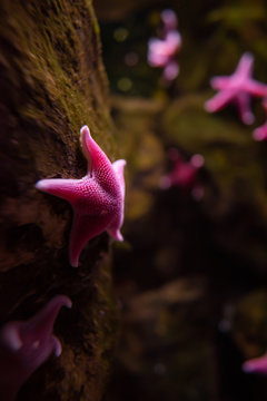 Antarctic Cushionstars group under water (Stella uscino antartica, Odontaster Validus)