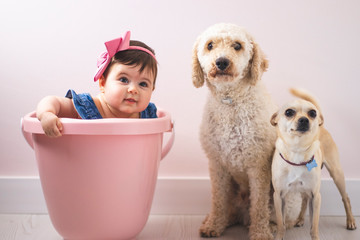 Niña pequeña jugando en su cubo rosa, con un peto azul y con sus dos perros caniche y chiuahua