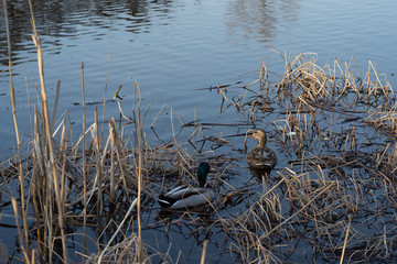 reeds, spring sun and wild ducks on a small lake in the middle of the forest