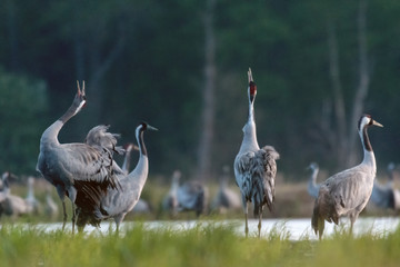 Common crane (Grus grus) in the wild. Early morning on swamp erens.