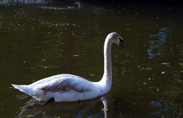 One Swan swims in the lake, a wild bird.