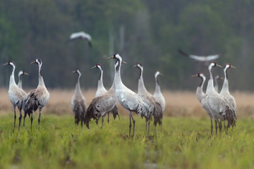 Common crane (Grus grus) in the wild. Early morning on swamp erens.