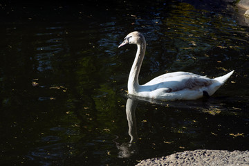 One Swan swims in the lake, a wild bird.