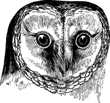 Vintage Vector Sketch of a Owl's Face