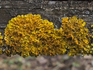 Common orange lichen or yellow scale (Xanthoria parietina) - 350727018