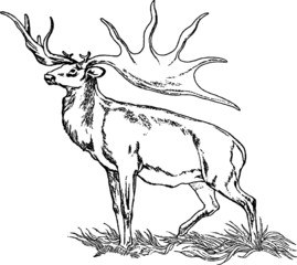 Old drawing of a Prehistoric Deer