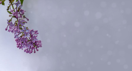 Lilac branch on a gray background with bokeh and space for text.