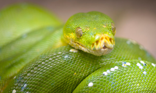 Detailed view of an Emerald Boa of the Amazon Forest.