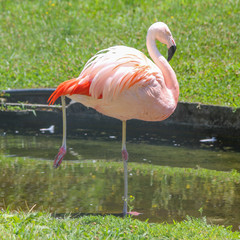 The Chilean flamingo (Phoenicopterus chilensis) standing on one leg