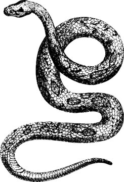 Old Drawing of a Python Engraving
