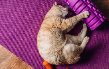 A tired red fat cat lies on a yoga mat after a sports workout. Concept of isolation during the...