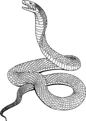 Fototapeta premium Old Drawing of a Reared Cobra