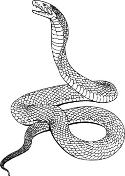 Old Drawing of a Reared Cobra