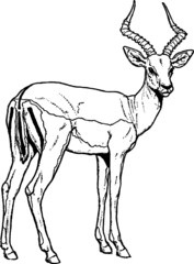 Old Vintage Drawing of a Safari Impala