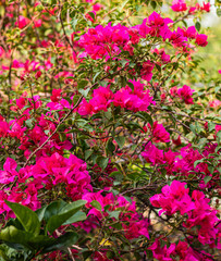 Fototapeta premium A sunny day with beautiful bugambilias 