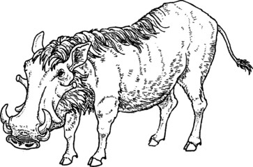 Vintage Hand Drawn illustration of a Safari Warthog