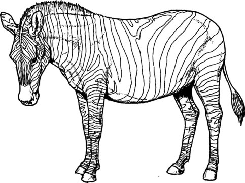 Vintage Black and White Sketch of a African Safari Zebra