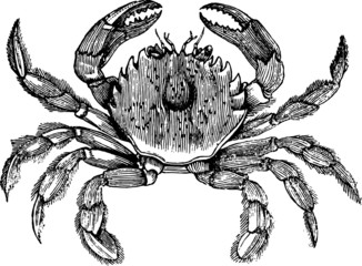 Hand Drawn illustration of a Sea Crab
