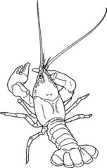 Vector Sketch of a Sea Crawfish