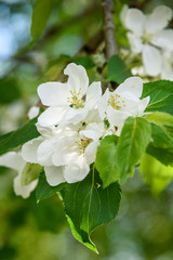 Closeup of white Mock Orange Tree blooms, as a nature background
