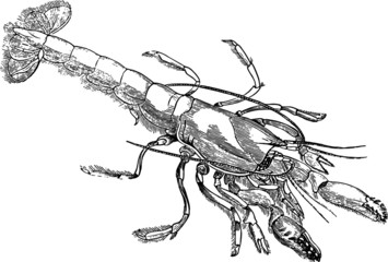 Old drawing of a Sea Shrimp