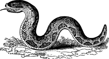 Vintage Artists drawing of a Short Indian Viper Snake