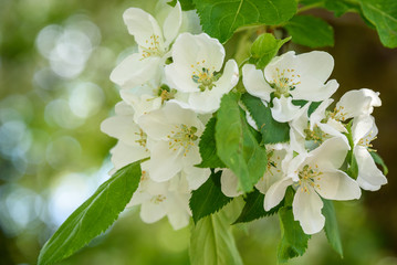 Closeup of white Mock Orange Tree blooms, as a nature background
