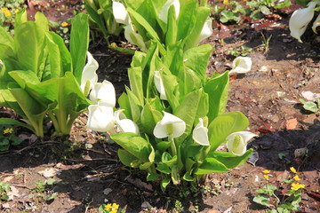 湿地で咲いたミズバショウ