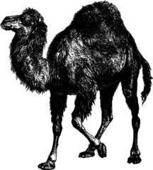 Vintage Single Hump Camel Drawing