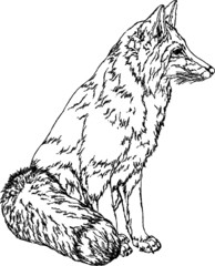 Old drawing of a Sitting Red Fox