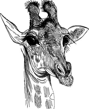 Old Vintage Drawing of a Silly Giraffe Face