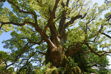 蒲生神社とクスノキ　鹿児島県蒲生町