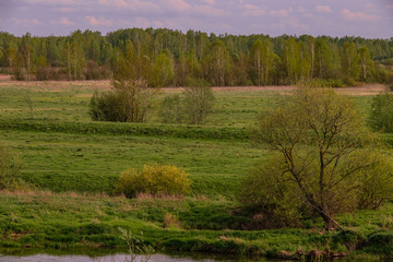 Fototapeta premium How do we have cows grazing in our villages