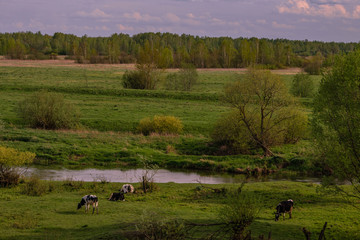 How do we have cows grazing in our villages
